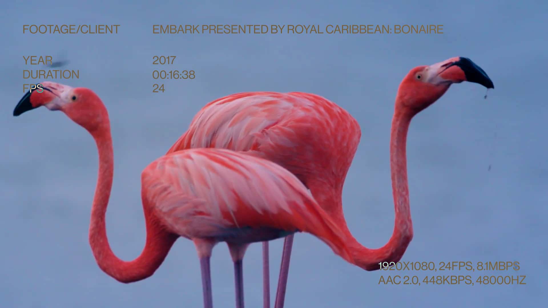 Shoot | Royal Caribbean Bonaire